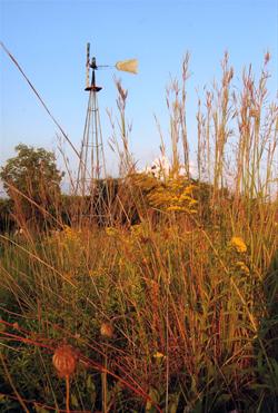 Windmill in prairie at Grimes Farm