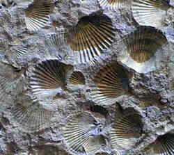 Brachiopod fossils