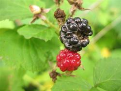 Pick Wild Raspberries