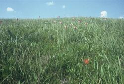 Pale Purple Coneflowers