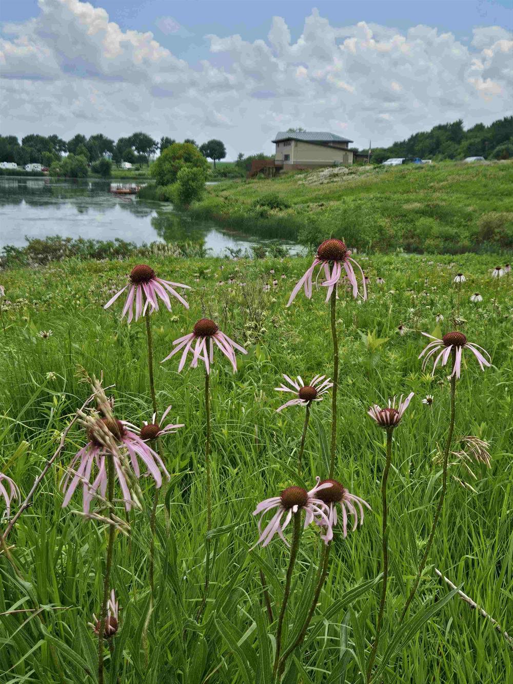 Purple Coneflowers with Nature Center in Background