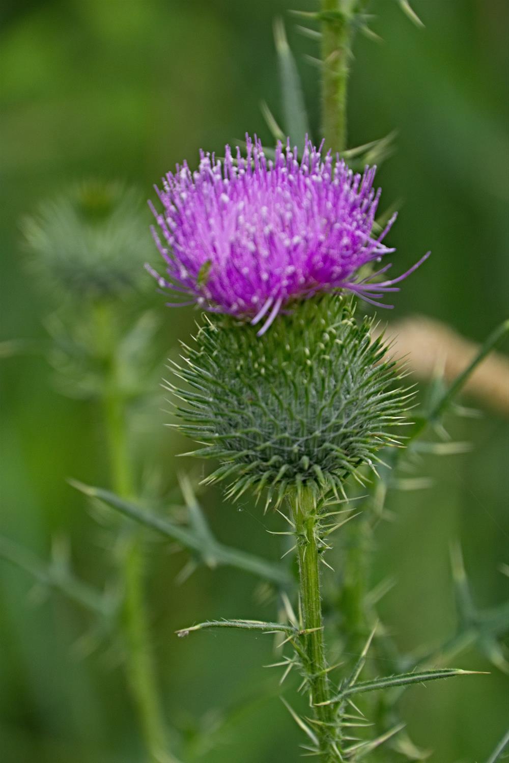 Thistle