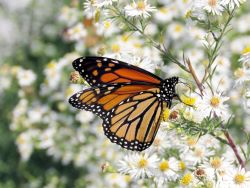 Monarch tagging