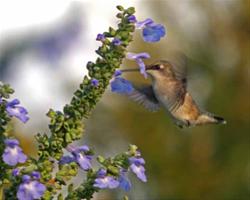 Ruby Throated Hummingbird