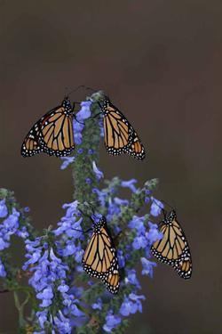 Monarchs on Blue Sage