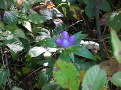 Bottle Gentians at Bobwhite State Park