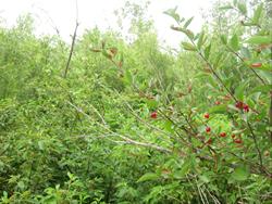 Honeysuckle Berries