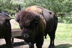 Bison at Botna Bend Park