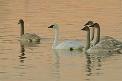 Trumpeter Swans