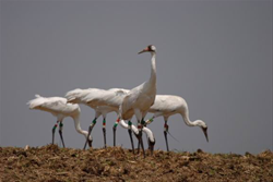 Whooping Cranes in Winnebago County