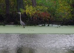 Heron @ Flaming Prairie makeover