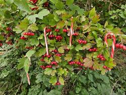 Candy Canes on Highbush Cranberry