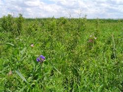 Bryantsburg Prairie