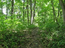 Hiking at Pine Creek