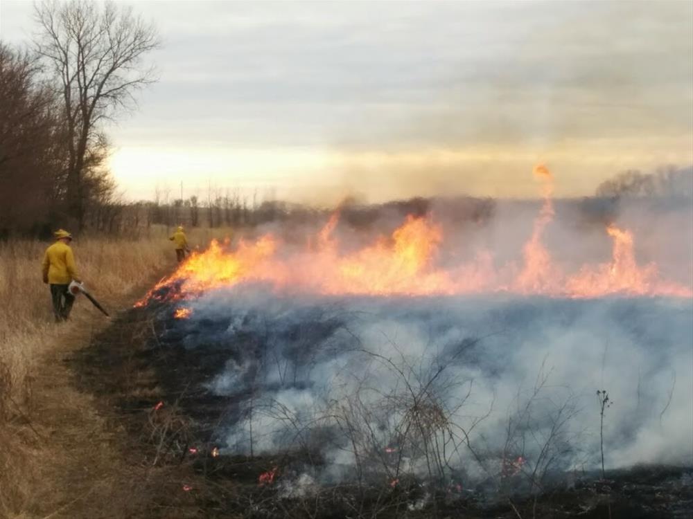 Controlled Burn of Native Prairie Grasses at Eagle Lake Wildlife Area