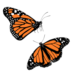 Monarch Butterfly