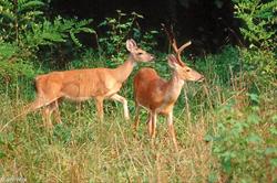 White tailed deer