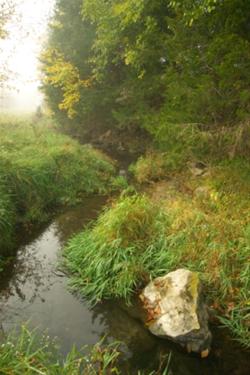 Stream Corridor (photo by Bill Witt)