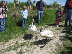 Trumpeter Swan Release